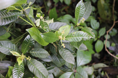 Psychotria nilgiriensis